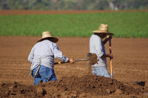 Comment mettre en œuvre des pratiques de jardinage sans labour pour améliorer la santé des sols ?