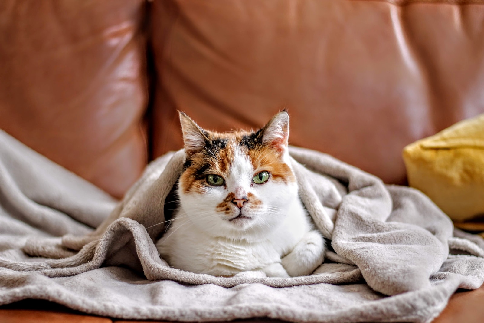 pet cat covered in blanket